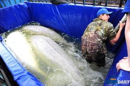白鲸 在线观看,深海奇遇记在线观看，探寻神秘海洋的奇幻之旅